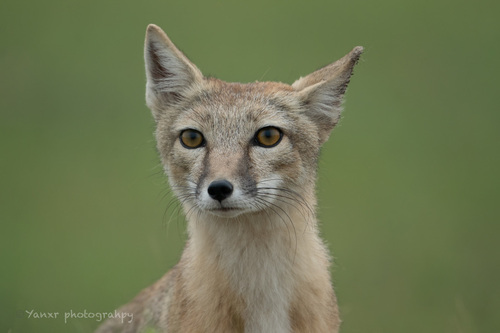 Turkmen Corsac Fox