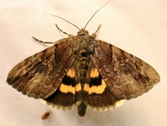 Catocala muliercula