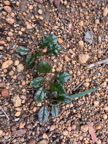 Ptilotus manglesii, photograph 5