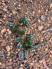 Ptilotus manglesii, photograph (c) smathichong, some rights reserved (CC BY)