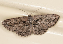 Scioglyptis canescaria