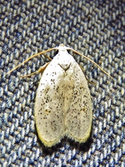 Durrantia piperatella