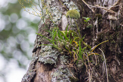 Acriopsis cochlearis (Acriopsis indica)