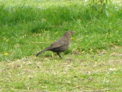 Turdus merula