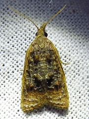 Platynota flavedana