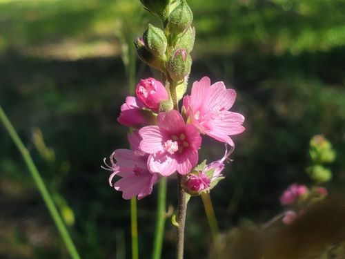 iNaturalist observation photo of Oregon Checker-mallow