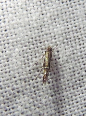 Cosmopterix