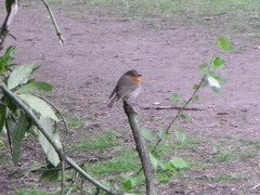 Erithacus rubecula