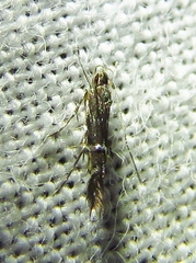 Cosmopterix