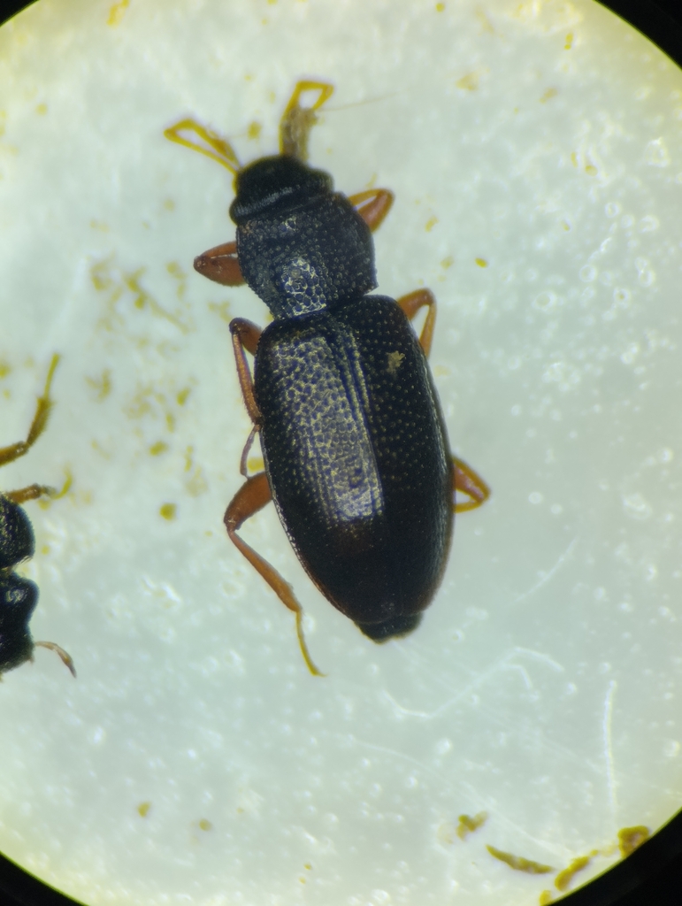 Hydraena palustris