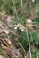 Vicia pannonica