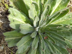 Echium italicum biebersteinii