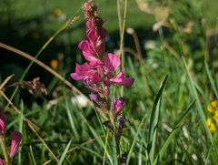 Onobrychis montana, photograph (c) Attila Oláh, some rights reserved (CC BY)