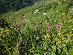 Onobrychis montana, photograph (c) Attila Oláh, some rights reserved (CC BY)