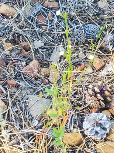 iNaturalist observation photo of Diffuse Groundsmoke