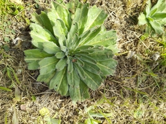Echium italicum biebersteinii