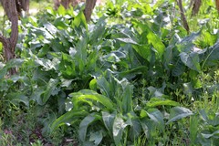 Rumex patientia orientalis