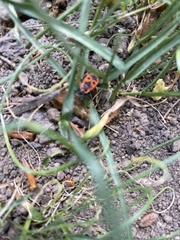 Pyrrhocoris apterus