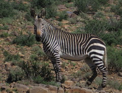 Equus zebra zebra