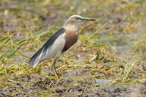 Javan Pond-Heron