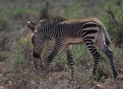 Equus zebra zebra