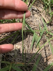 Sisyrinchium
