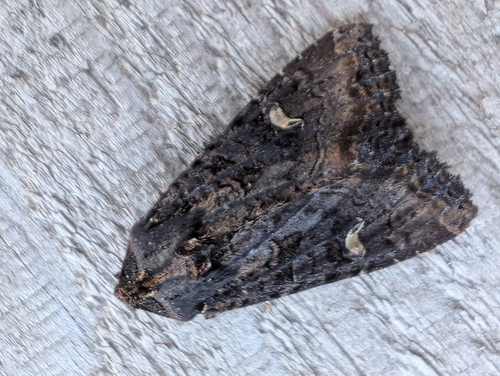 Kidney-spotted Rustic Moth photo 5