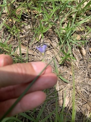 Sisyrinchium