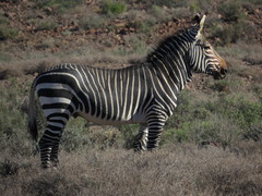Equus zebra zebra