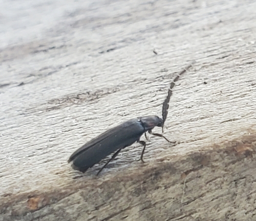 Dotted Firefly