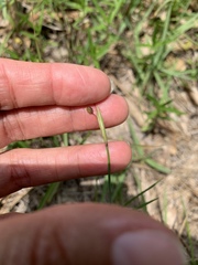 Sisyrinchium