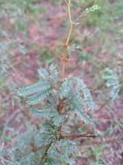 Prosopis caldenia