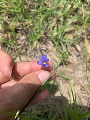 Sisyrinchium