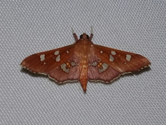 Phostria temira