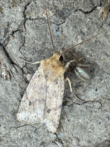 Dotted Chestnut