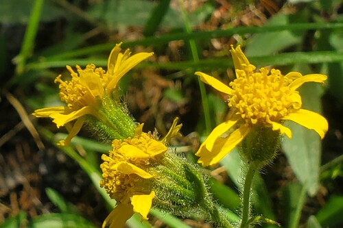 iNaturalist observation photo of hairy arnica
