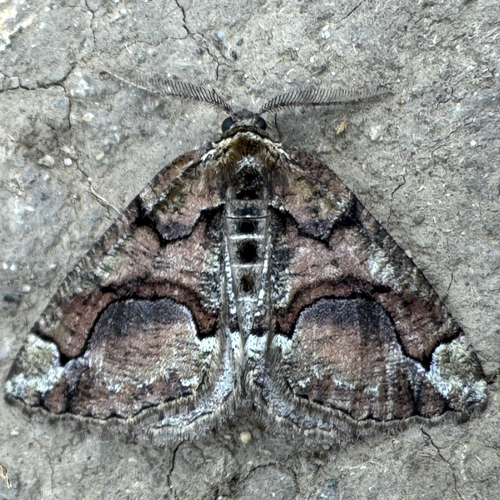 Asovia maeoticaria