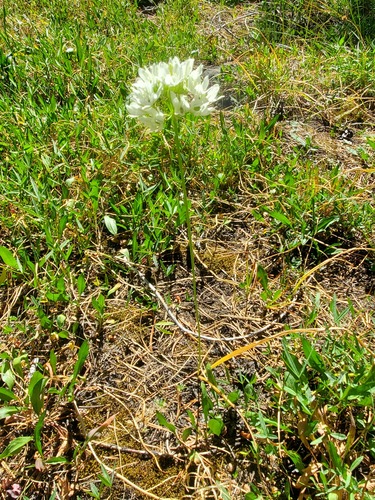iNaturalist observation photo of white brodiaea