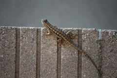 Sceloporus occidentalis