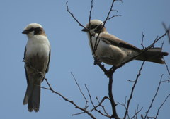 Eurocephalus anguitimens