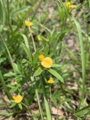 Stylosanthes biflora
