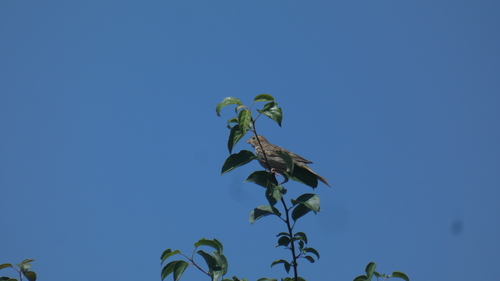Corn Bunting