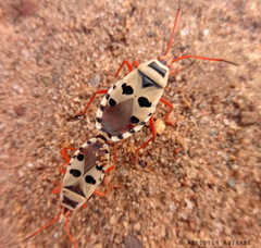 Probergrothius