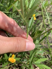 Stylosanthes biflora