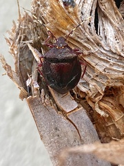 Antiteuchus mixtus