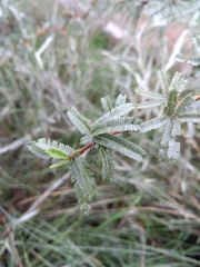 Prosopis caldenia