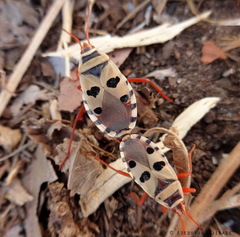 Probergrothius