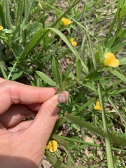 Stylosanthes biflora