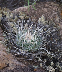 Echinofossulocactus ochoterenaus