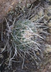 Echinofossulocactus ochoterenaus